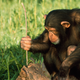 Illustration for article titled 9 Breathtaking Photos Of Nature With A Generous Helping Of Those Red-Assed Monkeys